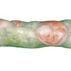 Best Basil Roll in Stockbridge, GA