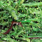 Best Seaweed Salad in Columbus, OH