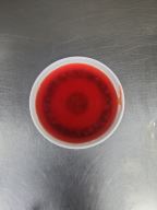 Best Sweet/Sour Sauce in Lewisville, TX