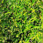 Best Seaweed Salads in Topeka, KS